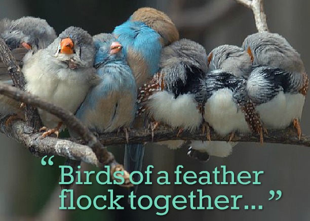 Birds Of The Same Feather Flock Together E Motivation Net