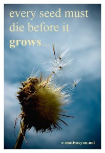 e-motivation.net_every_seed_must_die_before_it_grows_positive_quotes