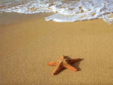 Starfish - An Inspiring Story on Making a Difference